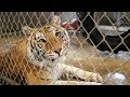 Pet Tigers & Public Safety!