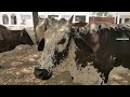 baddomalhi railway station railfanning at branch line station in hot weather pakistan railways