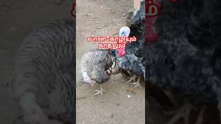 வான்கோழியும் காதலும் Turkey #shortsvideo