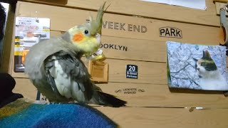 オカメインコ　ひな　生後1ヶ月です　0日からさし餌で育てたひな　肩で羽繕い