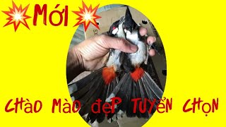 🦅5/4🦅 Chào Mào Avi Tuyển Đẹp - 0967198105