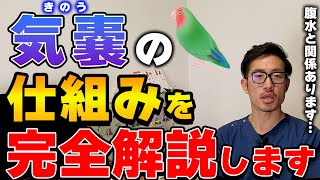 【質問コーナー】インコ 夜のみ下で寝てしまう・・寒さ対策はありますか？インコのご飯は10％といわれているがその割合は？性別検査を検討中。どのような検査なの？などにお答えしました。