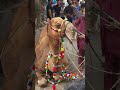 Danger Camel Out of Control Qurbani | Bakra Eid 2022 | Big camel Qurbani | Lahore qurbani #shorts