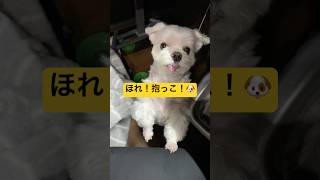 抱っこを断った結果…🐶#shorts #可愛い犬 #マルチーズ