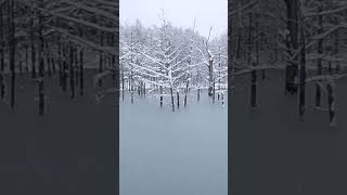 【北海道の絶景】凍りつく青い池 ショート版 #Shorts #美瑛 #冬