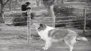 The Watch Dog | Lassie | Full Episodes | Kids Cartoon | Videos For Kids