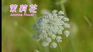 茉莉花 / Jasmine flower (Ab調) #薩克斯風演奏