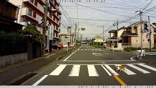 横断歩道を渡る猫