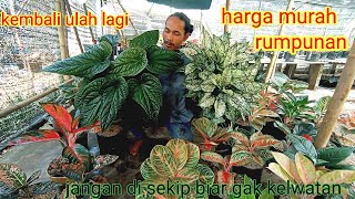 kembali ulah lagi. harga aglonema murah dan terjangakao buat semua.