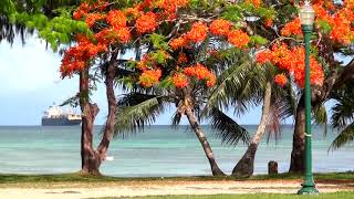 Flame Tree