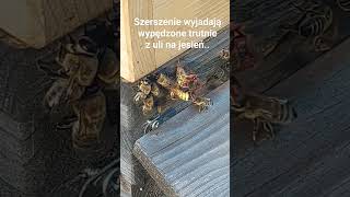 Szerszenie polują na trutnie wypędzone przez pszczoły z uli...