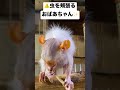 大きな虫はコモンおばあちゃんのパワーフードです♪ shorts コモンマーモセット marmoset