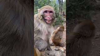 So Adorable Animals #BeeLeeMonkeyFans #Shorts #Monkey 1048