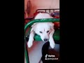 தீபாவளி வந்துட்டு வெடின்னா ரொம்ப பயம் puppy ku