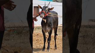 Aggressive Hallikar Race Bull 💥❣️.#shorts #subscribe