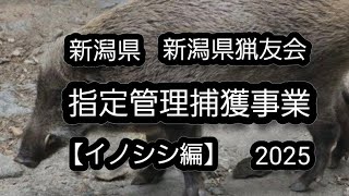 【令和7年】新潟県 指定管理捕獲事業のご紹介です！#狩猟 #ハンティング #猪猟