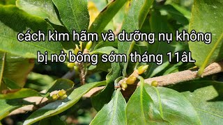 Cách nuôi nụ mai và thúc nụ mai lớn nhanh trong giai đoạn này đến ngày lặt lá.