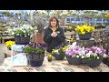 How to Care for Pansies ENGLISH GARDENS