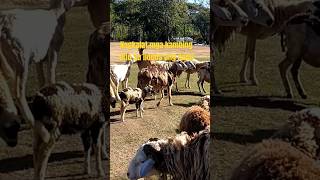 MGA KAMBING NAGKALAT DITO SA BALUARTE ILOCOS ❤❤❤