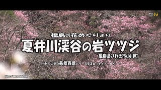 福島の花めぐりより　Ｖｅｒ. 4Ｋ ～ いわき市　夏井川渓谷の岩ツツジ ～