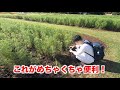 気合いを入れてマクロレンズでコスモス撮影したよ！【聴覚障害者向け日本語字幕あり】