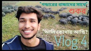 Pig rearing in Bangladesh।Vlog 4।শুকর চরানো।শুকর পালনকারীদের সুখ-দুঃখের আত্নকথা