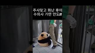 주사맞고 화난 후이, 수의사 가만 안도!!