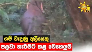 ගම් වැදුණු අලියෙකු පලවා හැරීමට කළ මෙහෙයුම  - Hiru News