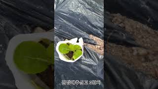 텃밭에 배추심기 #김장배추 #초보농부 #종이컵