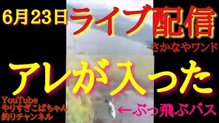 6月23日ライブ配信～‼️アレが入った～‼️さかなやワンド