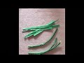 RICE PLANT DNA CLONING MIC270