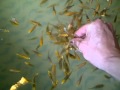 hand feeding koi fry 30 days