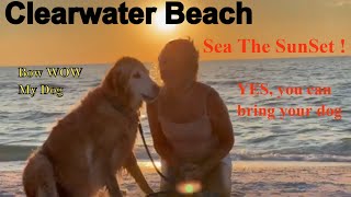 Hidden Gem: Secret Clearwater Florida Dog Beach with Amazing Sunsets and Map!