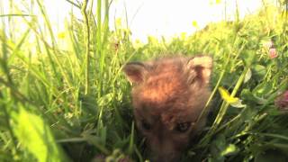 Fuchsbaby Elli auf Gut Aiderbichl Henndorf