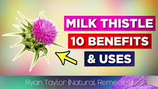 Milk Thistle: Health Benefits & Uses