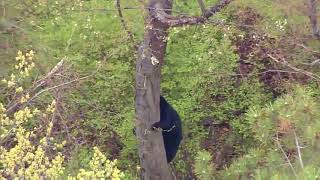 Bear in tree in New Jersey