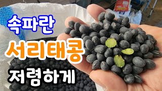 속파란 서리태콩 농장 직거래