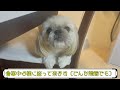 疲れた私に最高の癒しをくれる愛犬【シーズー×ペキニーズの鼻ぺちゃ犬フラン】【shihtzu×pekingese】