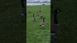 Canada goose in autumn / Kanadagänse im Herbst Parkinsel in Ludwigshafen am Rhein