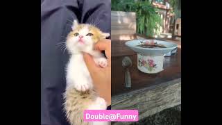 The cutest ♥💕litle kitten😍#cat #funnycats #viralvideo #catlover #shortvideo #shorts #short #fyp