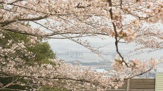 今が見頃さくらの絶景スポット・宇多津と丸亀にまたがる青の山山頂