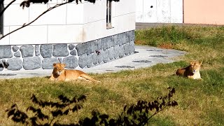 トワちゃんとタナ　Towa and  Tana　〜 Lion 〜　～ 多摩動物公園 ～