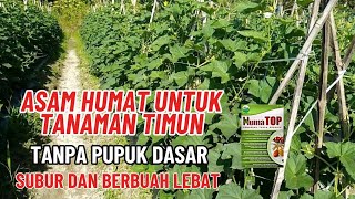 🔴luar biasa timun tanpa pupuk dasar sistem kocor asam humat dan npk🔥