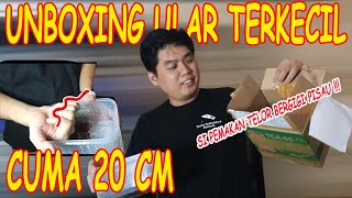 UNBOXING KUKRI SI PEMAKAN TELOR , GIGINYA SETAJAM SILEEEEETTT !!! OLIGODON OCTOLINEATUS !!!