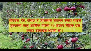 जुम्लाका किसान स्याउको बगैँचा व्यवस्थापनमा ब्यस्त । Apple Orchard | Manbahadur Kuwar | Jumla |