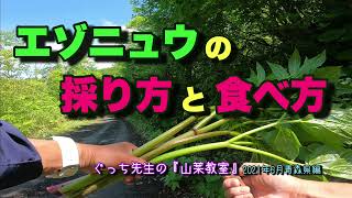 ぐっち先生の山菜教室  エゾニュウ