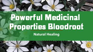 Powerful Medicinal Of Properties Bloodroot