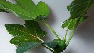 amazing fig tree time lapse