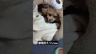 #愛犬との暮らし #愛犬のいる暮らし #犬動画 #可愛い #癒し #トイプードル #マルチーズ #マルプー