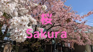 🌸桜Sakura